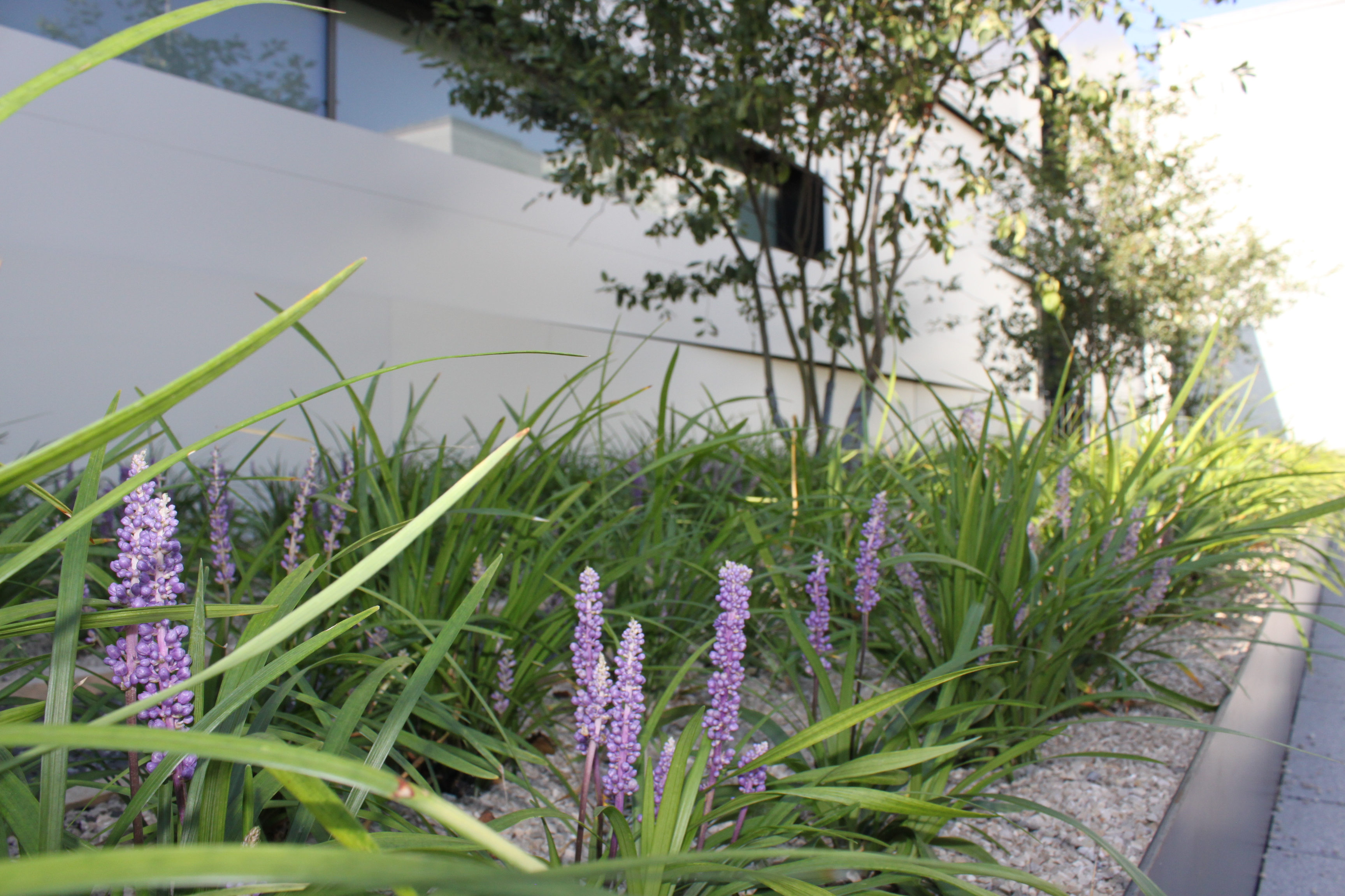 Jardins sur toiture CHUV