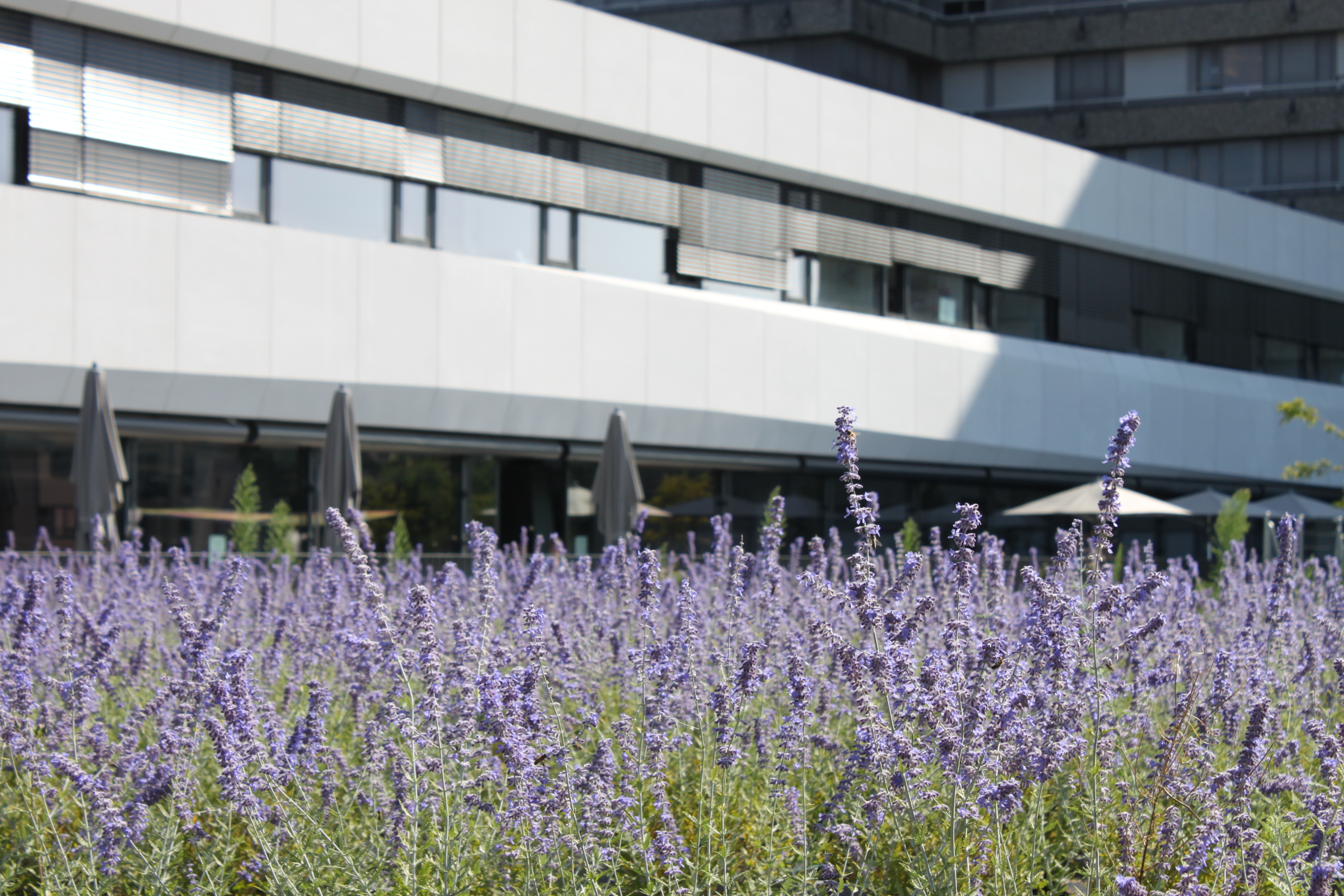 Jardins sur toiture CHUV